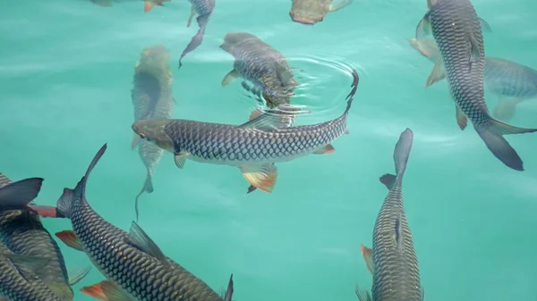 Рыбный рой в озере Чиао Ян в Таиланде — стоковое фото