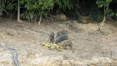 Tayland chiao lan göl kıyısında wildbeasts