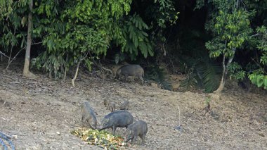 Tayland chiao lan göl kıyısında wildbeasts