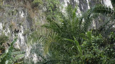 Tayland sok Nehri'nde rafting turu