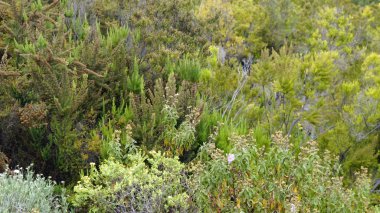 Teide yanardağ üzerinde yeşil manzara