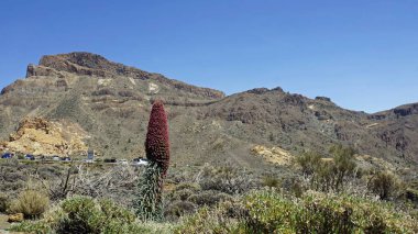Tenerife adasında nadir kırmızı bugloss
