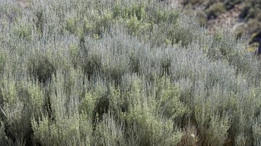 Teide yanardağ üzerinde egzotik bitkiler