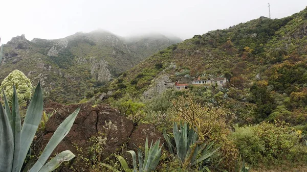 纳加山脉的异国植物 — 图库照片