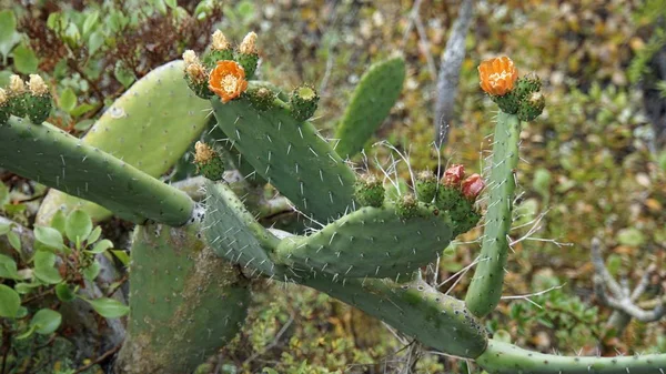 Caminos serpenteantes con curvas en montañas anaga —  Fotos de Stock