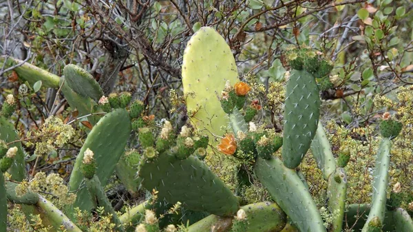 Caminos serpenteantes con curvas en montañas anaga —  Fotos de Stock