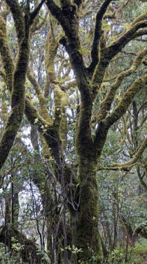 Anaga dağlarda Curvy serpantin yollar