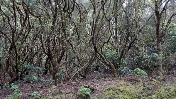 Estradas serpentinas curvilíneas em montanhas anaga — Fotografia de Stock