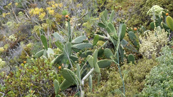 Exotische Pflanzen in den Anaga-Bergen — Stockfoto