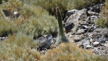 Tenerife adasında nadir kırmızı bugloss