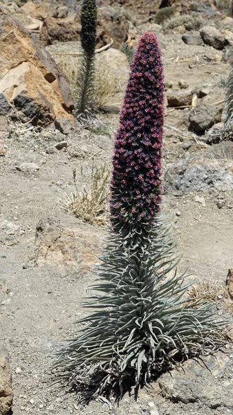 Sällsynta röda bugloss på Teneriffa Island — Stockfoto