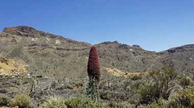 Tenerife adasında nadir kırmızı bugloss