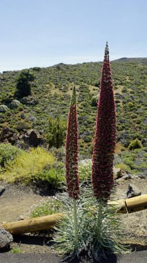 Tenerife adasında nadir kırmızı bugloss