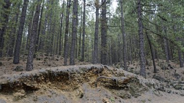 Tenerife adada yeşil orman