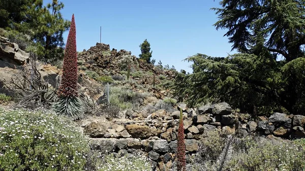 Raro bugloss rojo en la isla tenerife — Foto de Stock