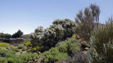 teide yanardağ üzerinde kaba volkanik landscpae