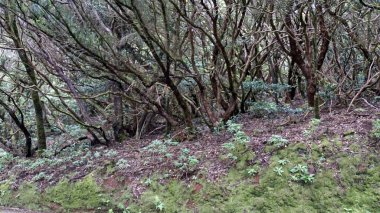 anaga dağlarında bulut ormanı