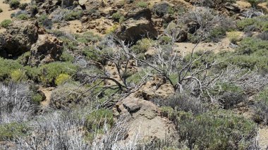 teide yanardağ üzerinde kaba volkanik landscpae