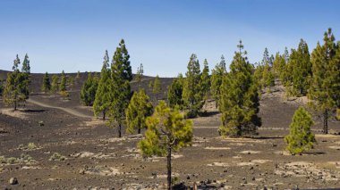 teide yanardağ üzerinde kaba volkanik landscpae