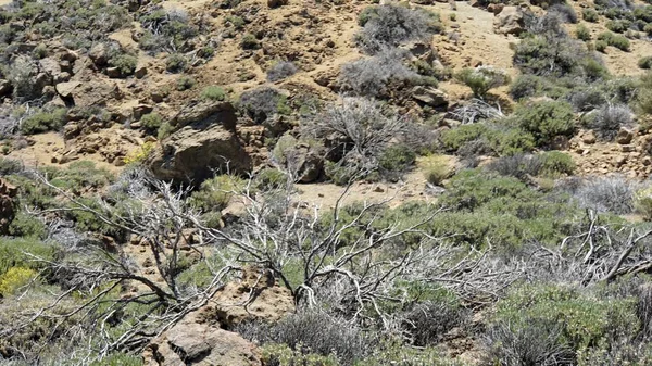 Rough volcanic landscpae on teide volcano — Stock Photo, Image