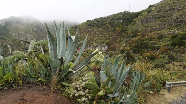 アナガ山脈のエキゾチックな植物 — ストック写真