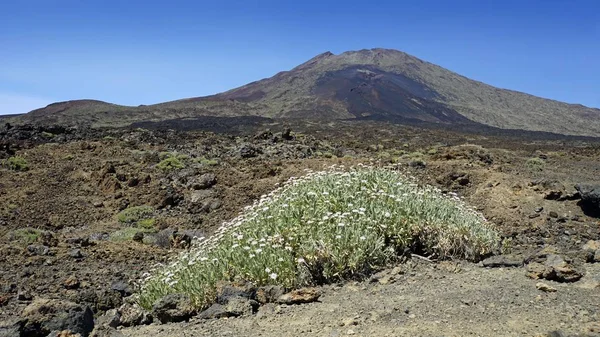 Landscpae vulcânico áspero no vulcão teide — Fotografia de Stock