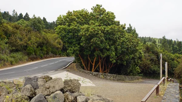 テイデ火山の曲線状の蛇行道路 — ストック写真
