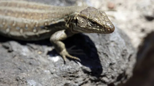 Kleine grijze hagedis in het Teide-Park — Stockfoto