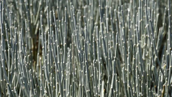 Plantas exóticas no vulcão teide — Fotografia de Stock