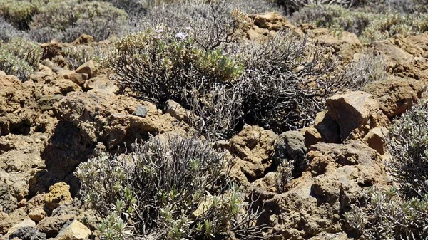 Landscpae vulcânico áspero no vulcão teide — Fotografia de Stock