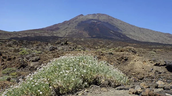 Ruige vulkanische tuben op de vulkaan de Teide — Stockfoto