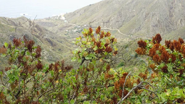 Plantas exóticas em montanhas anaga — Fotografia de Stock