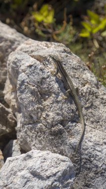 Kozjak Gölü 'ndeki yeşil arazide küçük bir kertenkele. 