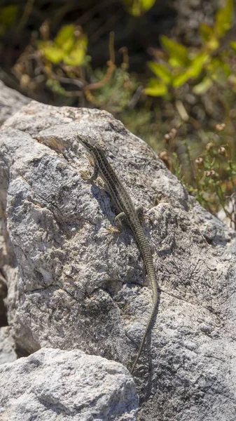 Kleine hagedis in groen landschap aan het meer kozjak — Stockfoto