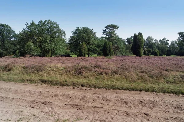 Kleurrijke lueneburg heide in de herfst — Stockfoto