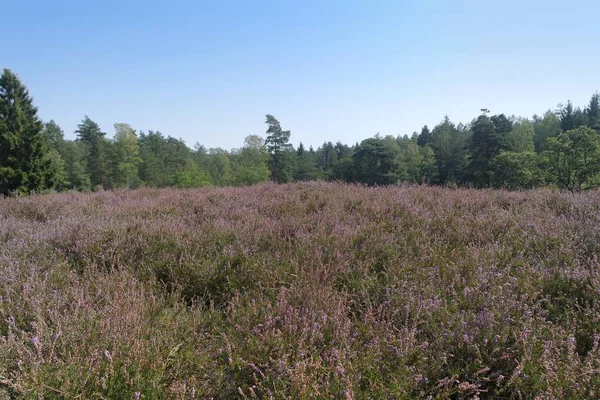 Kleurrijke lueneburg heide in de herfst — Stockfoto