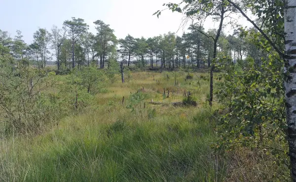 Kleurrijke lueneburg heide in de herfst — Stockfoto