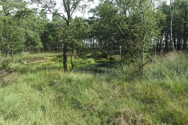 ドイツの湿地帯ピーツモアは — ストック写真