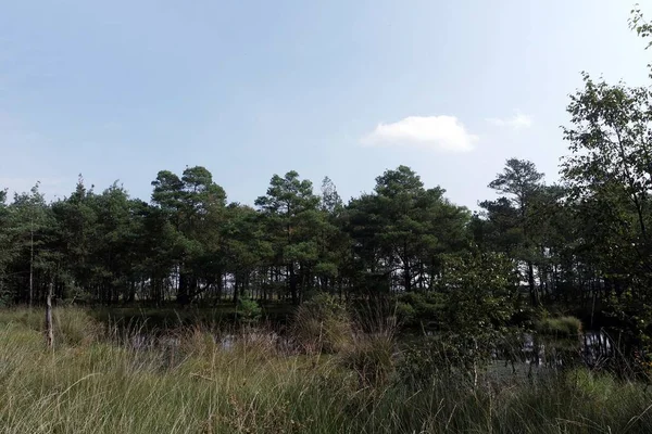 Swamp land pietzmoor in germany — Stock Photo, Image