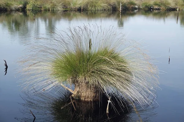 Pantano tierra pietzmoor en Alemania — Foto de Stock