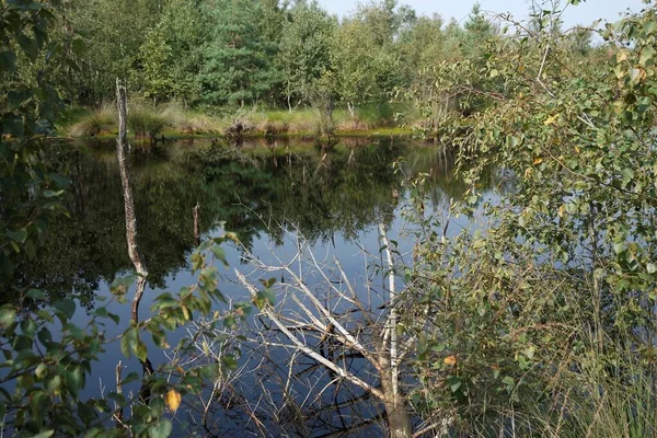 Moeraslandpietzmoor in Duitsland — Stockfoto