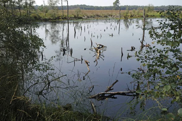 ドイツの湿地帯ピーツモアは — ストック写真