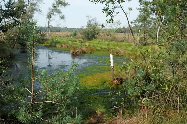 Pantano tierra pietzmoor en Alemania —  Fotos de Stock