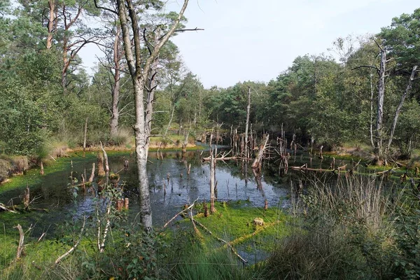 Swamp land pietzmoor in germany — Stock Photo, Image