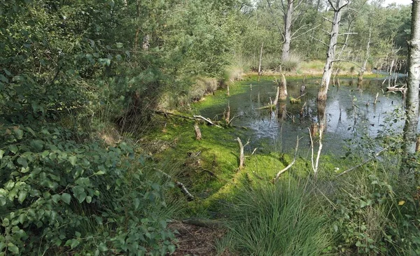 Pantano tierra pietzmoor en Alemania — Foto de Stock