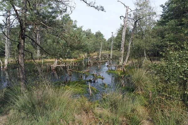 Pantano tierra pietzmoor en Alemania — Foto de Stock