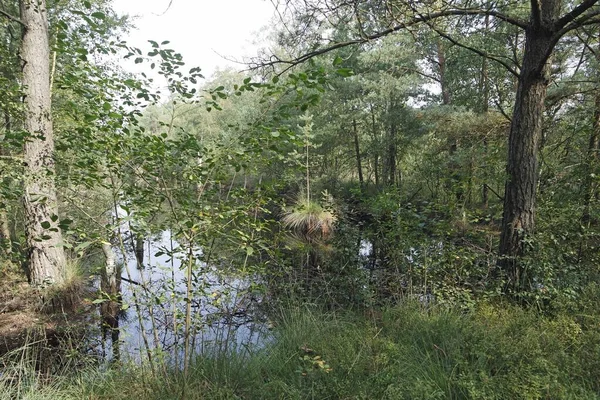 Pantano tierra pietzmoor en Alemania — Foto de Stock