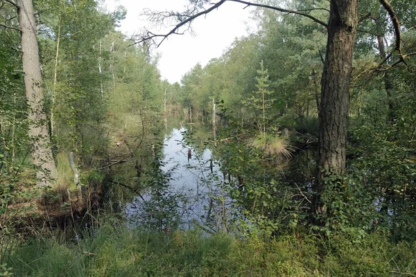 Moeraslandpietzmoor in Duitsland — Stockfoto