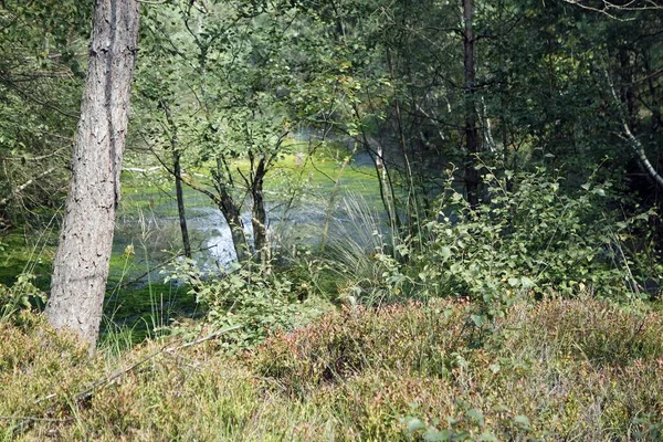 Pantano tierra pietzmoor en Alemania —  Fotos de Stock