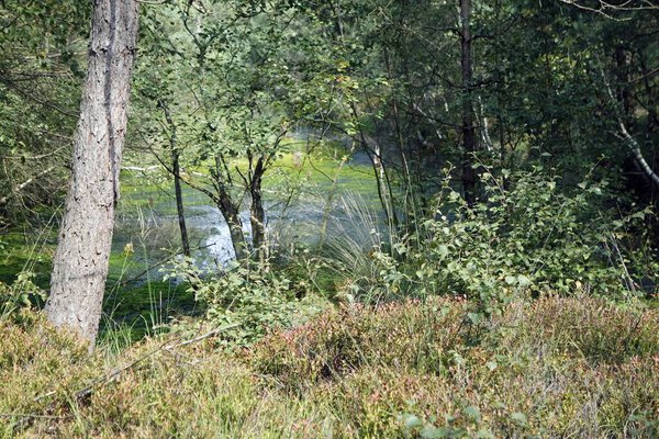 Muddy swamp land pietzmoor in northern germany